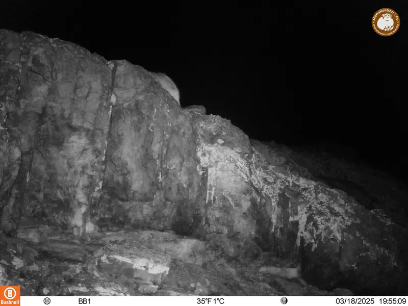A photograph of Otocolobus manul manul from Aktas-Kunkora camera trap