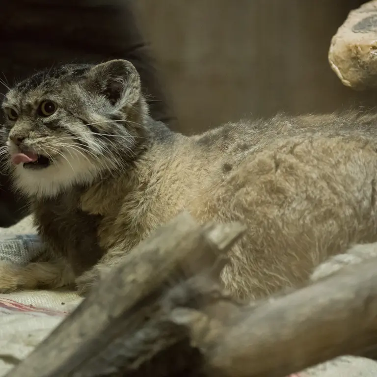 A photograph of Primula in Ueno Zoological Gardens