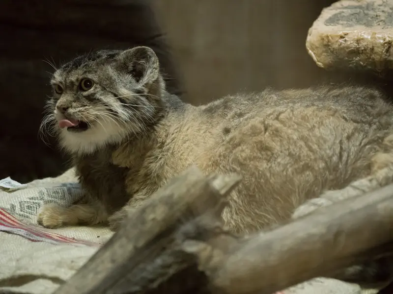 A photograph of Primula in Ueno Zoological Gardens
