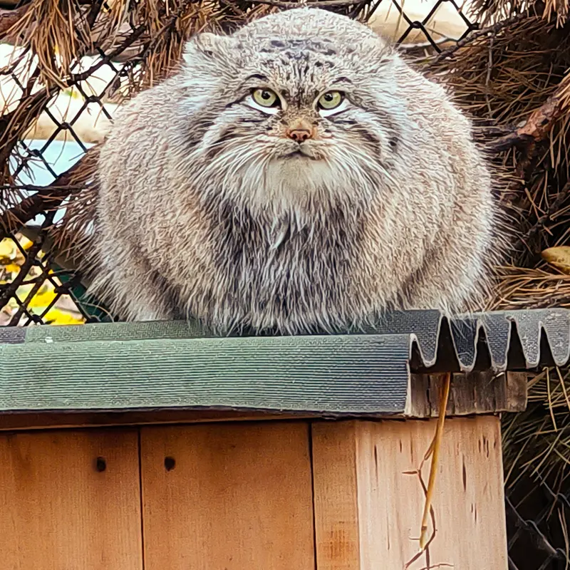 A photograph of Snezhinka in Novosibirsk Zoo