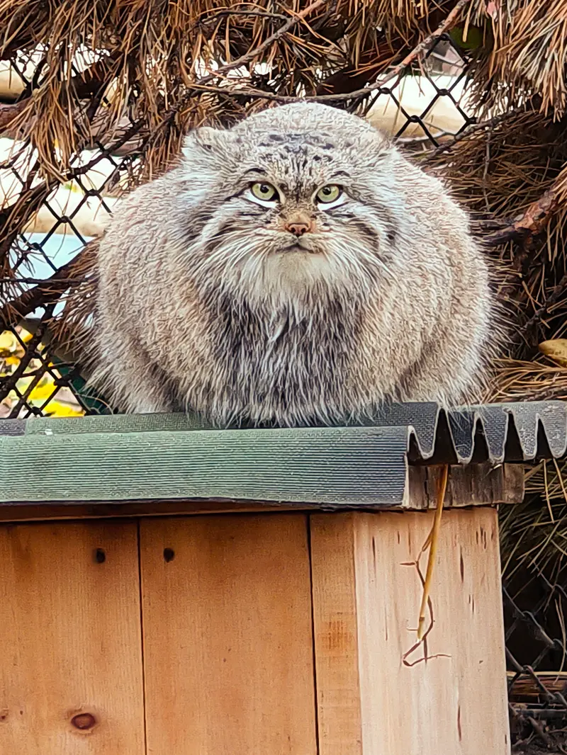 A photograph of Snezhinka in Novosibirsk Zoo