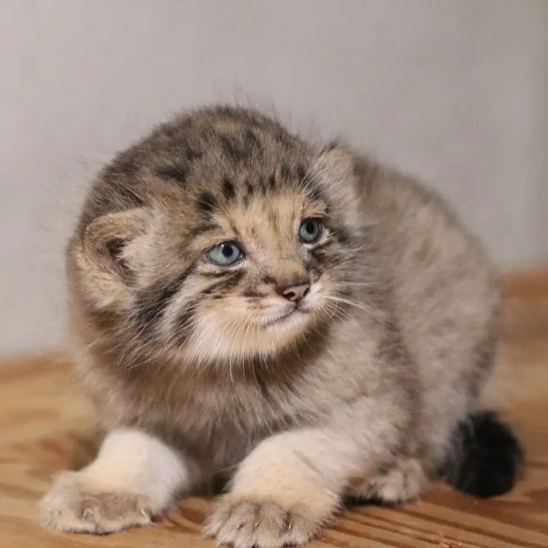 A photograph of San in Kobe Animal Kingdom