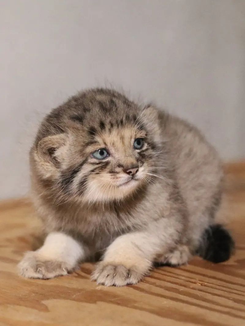 A photograph of San in Kobe Animal Kingdom