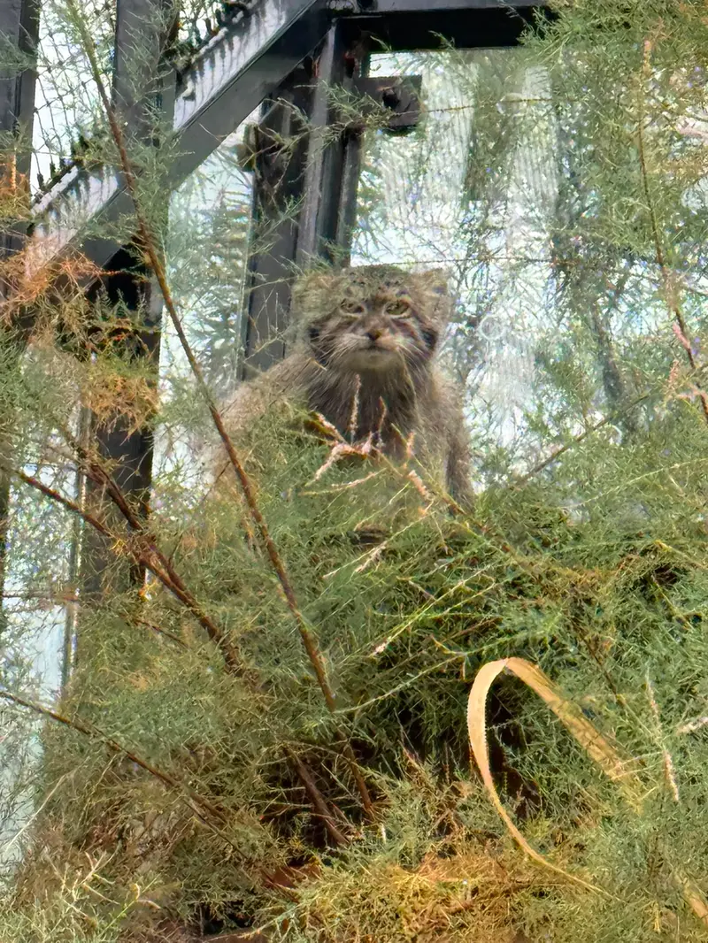 A photograph of Spay in Prague Zoo
