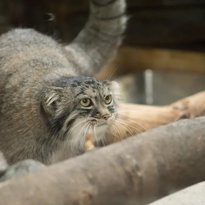A photograph of Shafran in Ueno Zoological Gardens
