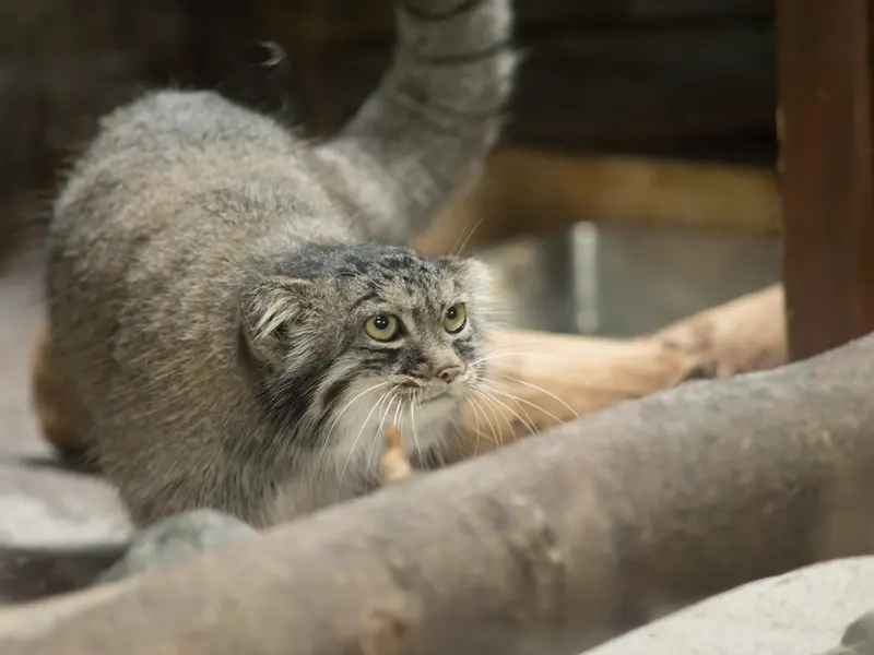 A photograph of Shafran in Ueno Zoological Gardens
