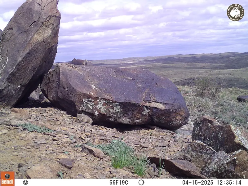 A photograph of Kazakh pika from Koshkar camera trap