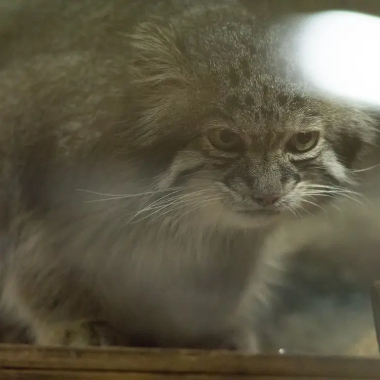 A photograph of Klyon in Ueno Zoological Gardens