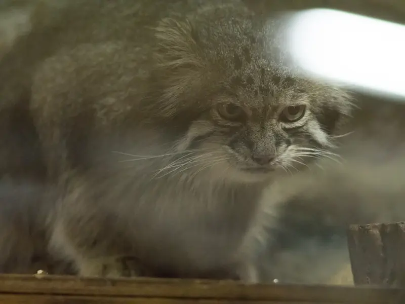 A photograph of Klyon in Ueno Zoological Gardens