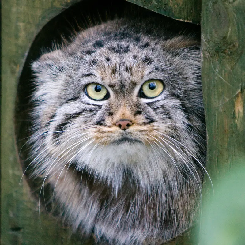 A photograph of Tula in The Big Cat Sanctuary