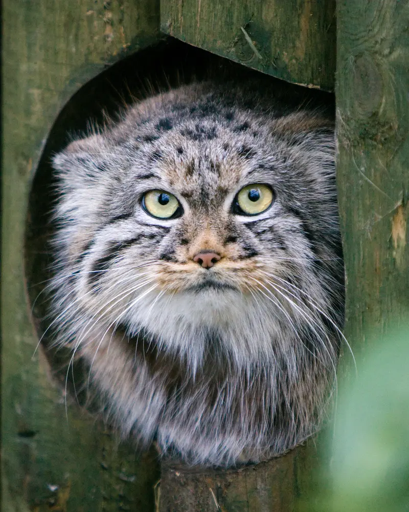 A photograph of Tula in The Big Cat Sanctuary