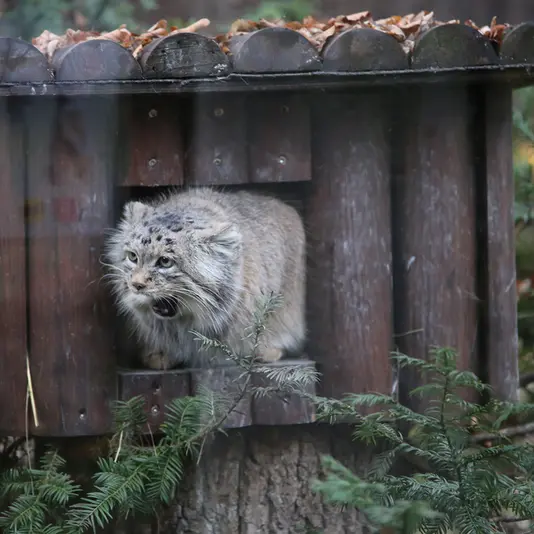 A photograph of Mania in Poznan New Zoo