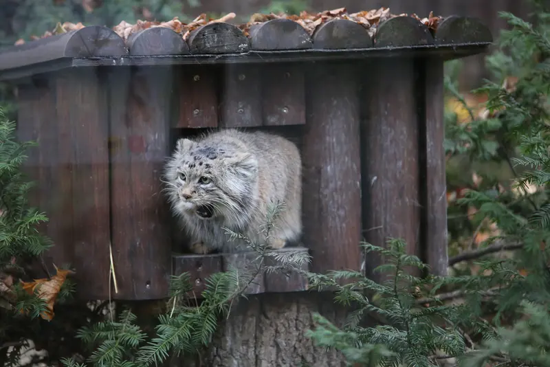A photograph of Mania in Poznan New Zoo