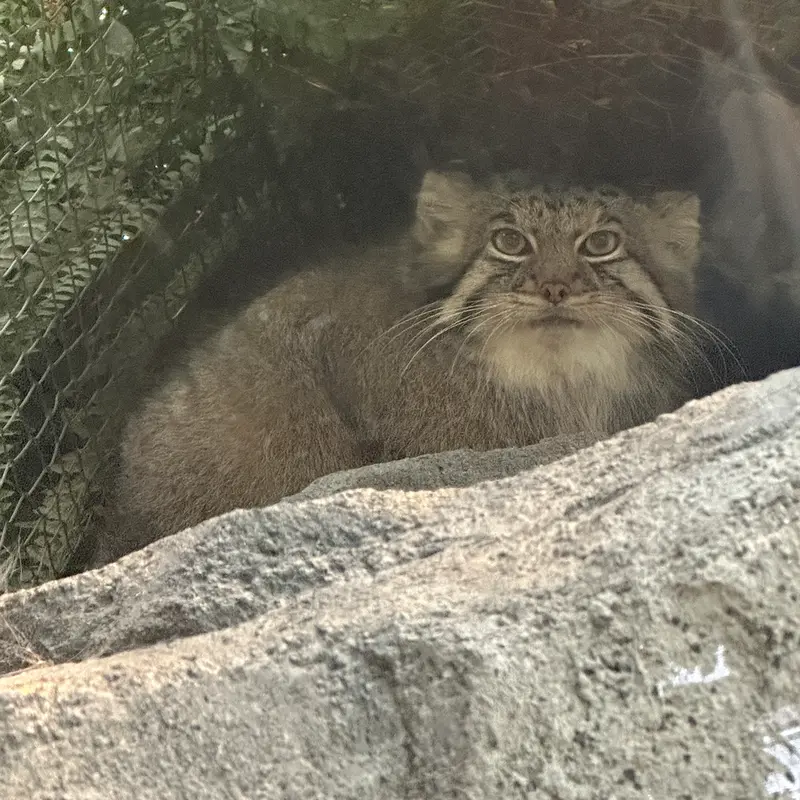 A photograph of Az in Kobe Animal Kingdom