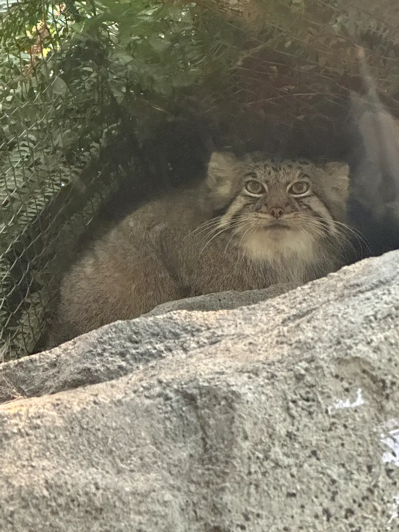 A photograph of Az in Kobe Animal Kingdom