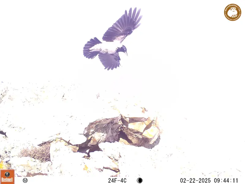 A photograph of a Pallas&#039;s cat from Besshoky 1 camera trap