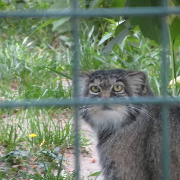 A photograph of a Pallas's cat in Tierpark Berlin
