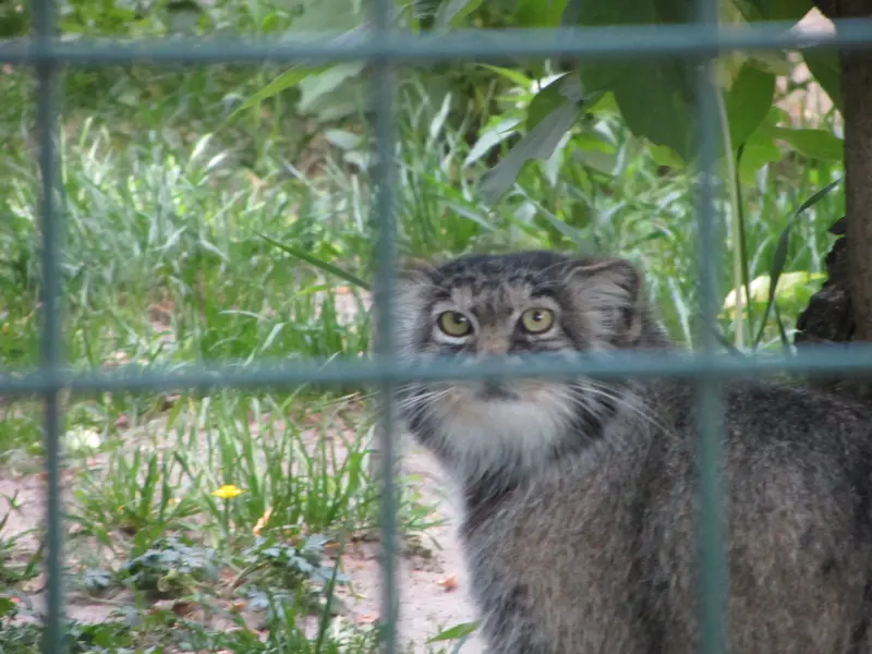 A photograph of a Pallas's cat in Tierpark Berlin