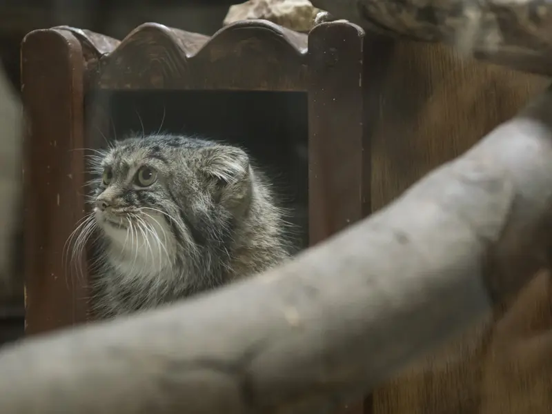 A photograph of Shafran in Ueno Zoological Gardens