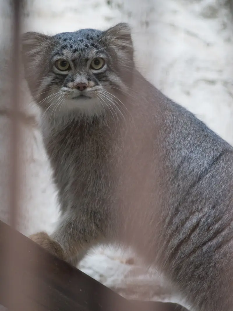 A photograph of Figa in Nogeyama Zoo