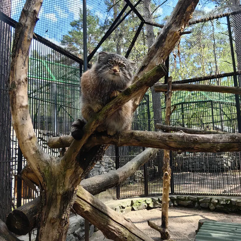 A photograph of Grey in Novosibirsk Zoo