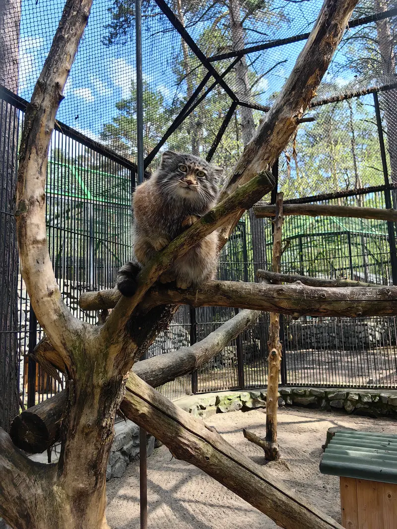 A photograph of Grey in Novosibirsk Zoo