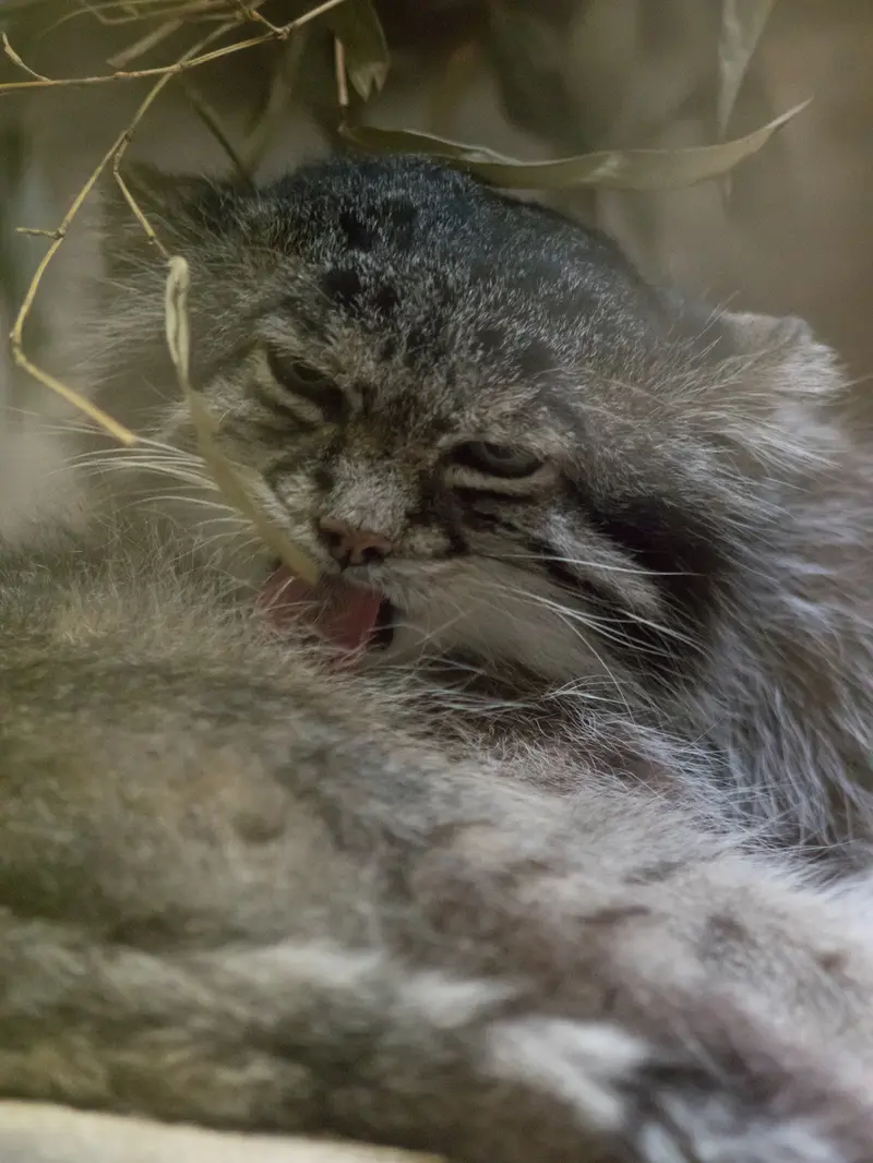 A photograph of Klyon in Ueno Zoological Gardens
