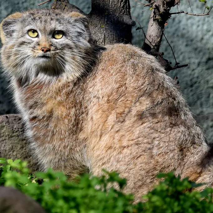 A photograph of Lucy in Budapest Zoo & Botanical Garden