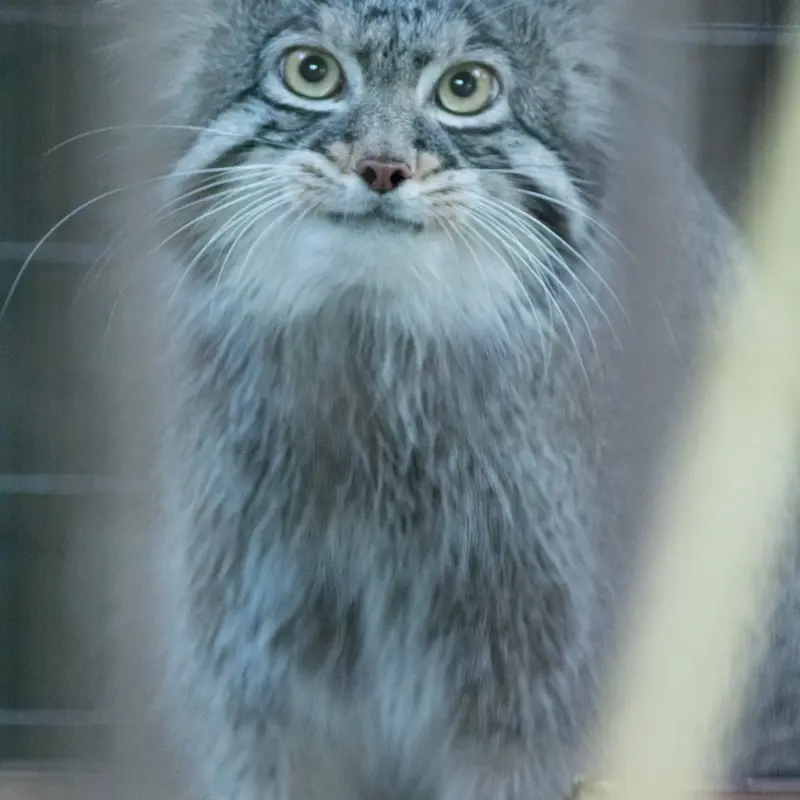 A photograph of Figa in Nogeyama Zoo