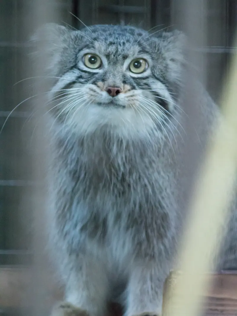 A photograph of Figa in Nogeyama Zoo