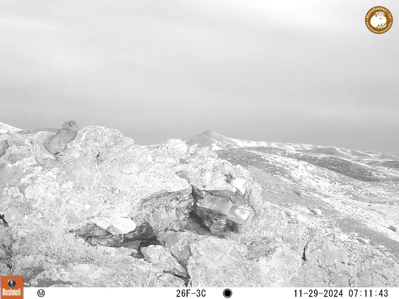 A photograph of Pika from Besshoky 1 camera trap
