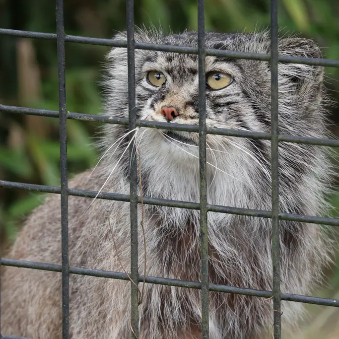 A photograph of Aldan in Zie-Zoo