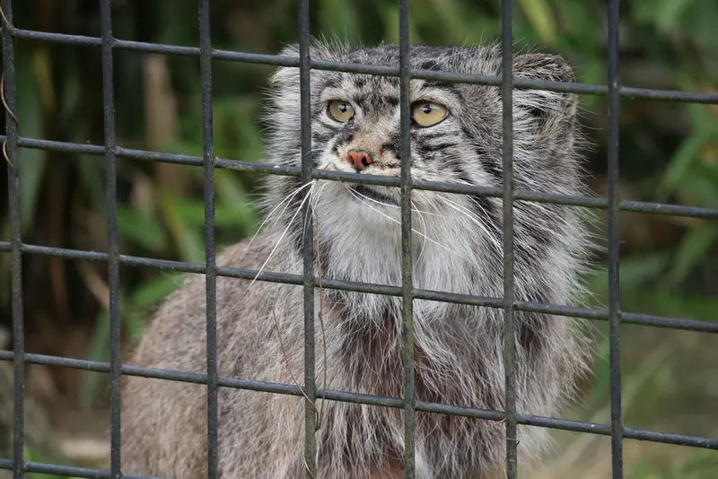 A photograph of Aldan in Zie-Zoo