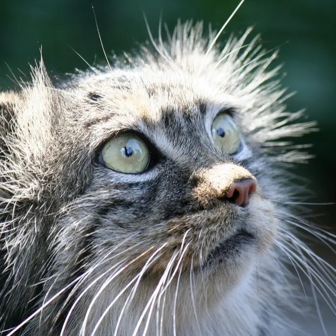 A photograph of Tula in The Big Cat Sanctuary
