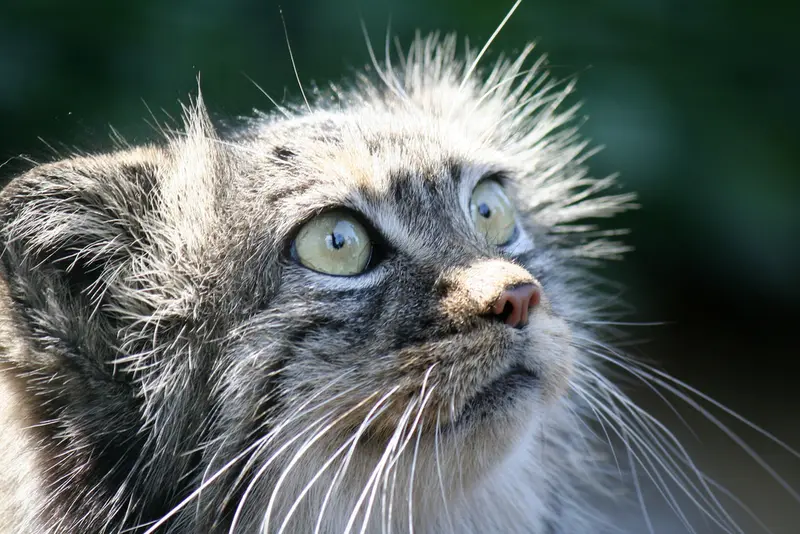 A photograph of Tula in The Big Cat Sanctuary