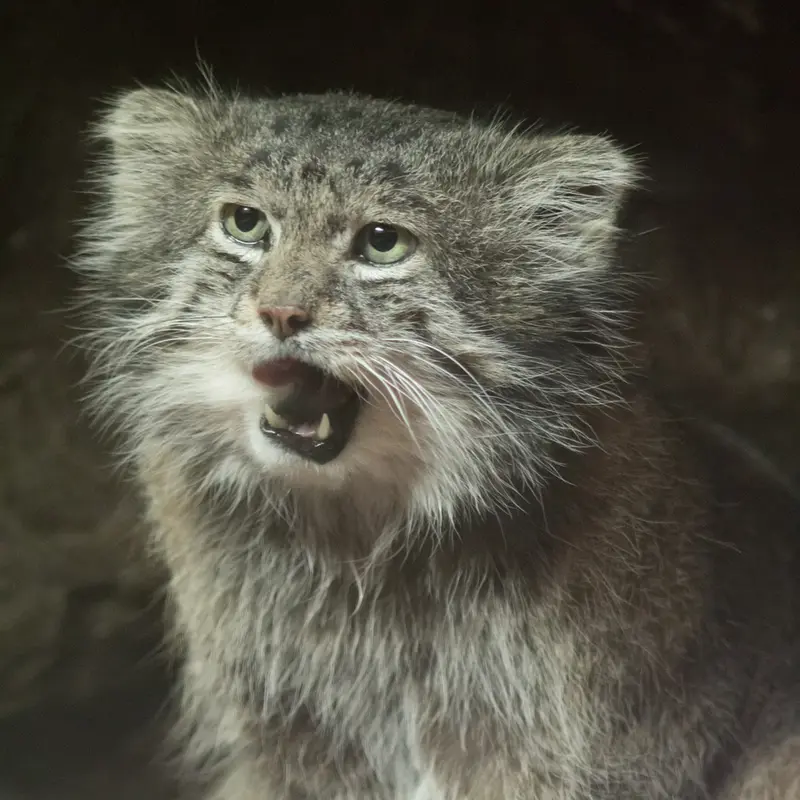 A photograph of Klyon in Ueno Zoological Gardens