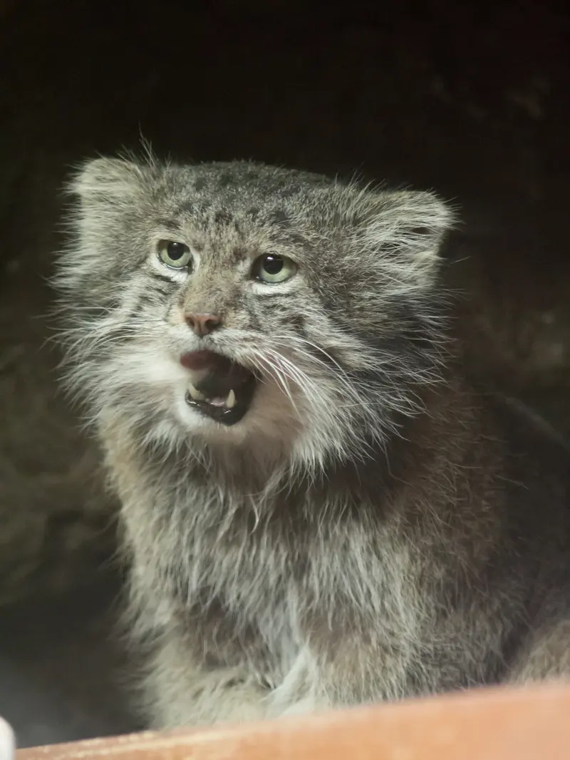 A photograph of Klyon in Ueno Zoological Gardens