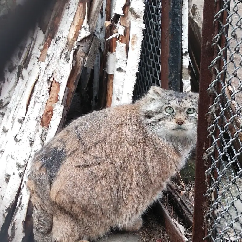 A photograph of Lastochka in Novosibirsk Zoo