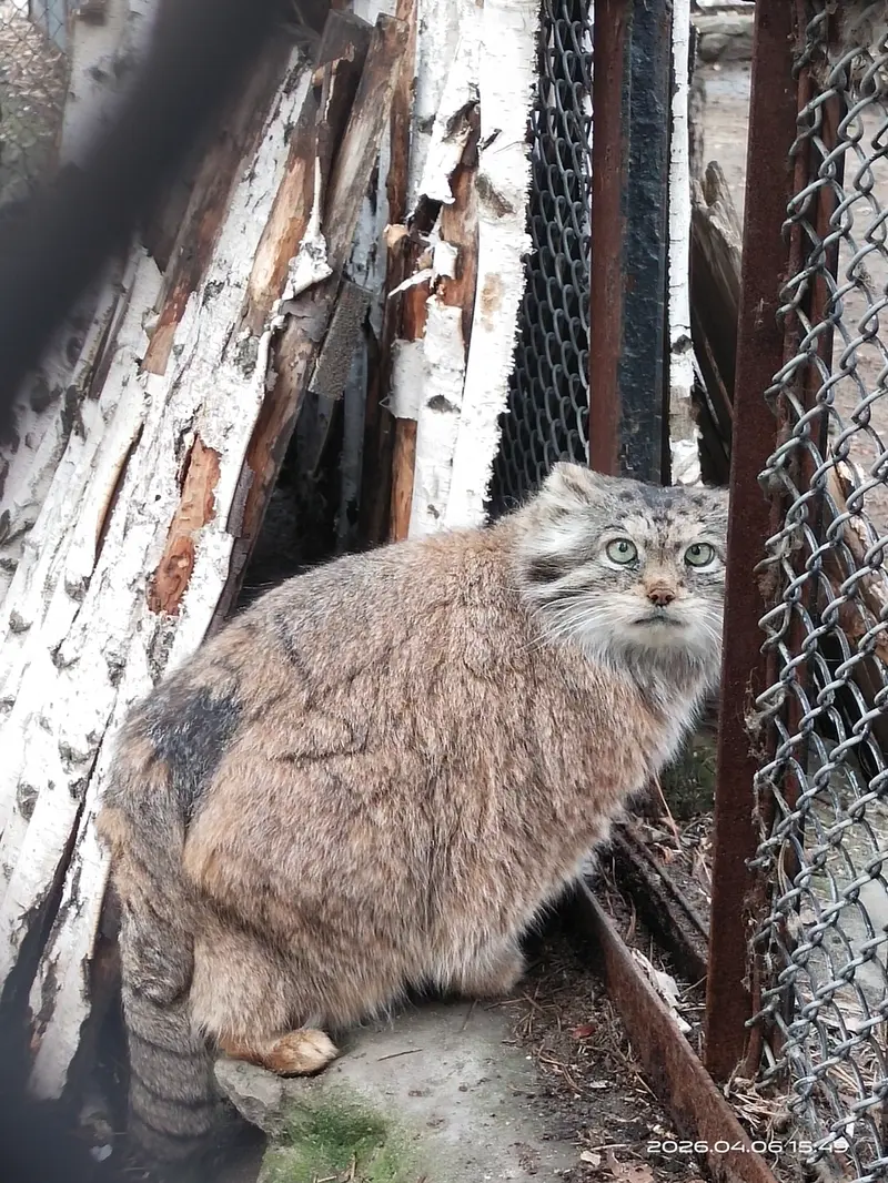 A photograph of Lastochka in Novosibirsk Zoo