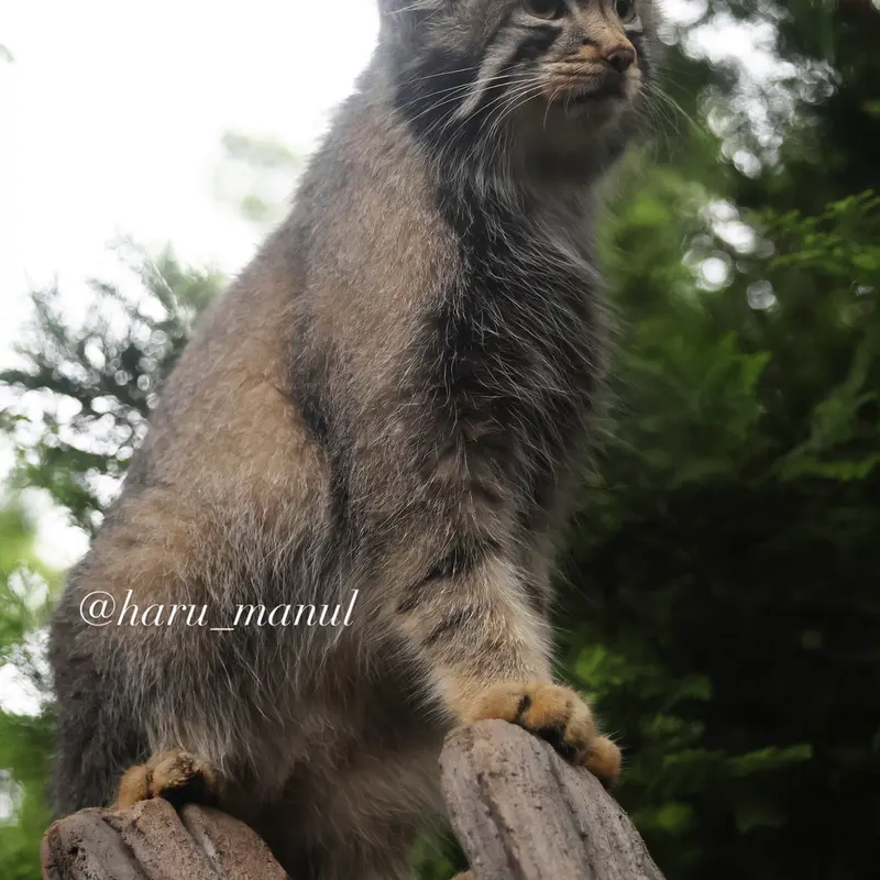 A photograph of Nagomu in Nasu Animal Kingdom
