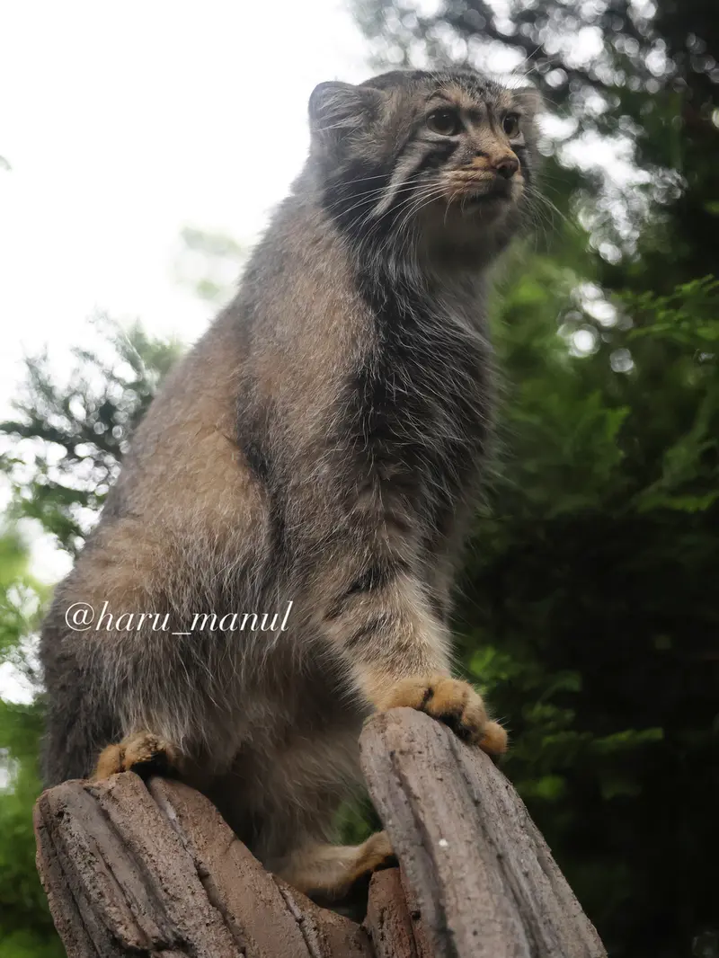 A photograph of Nagomu in Nasu Animal Kingdom