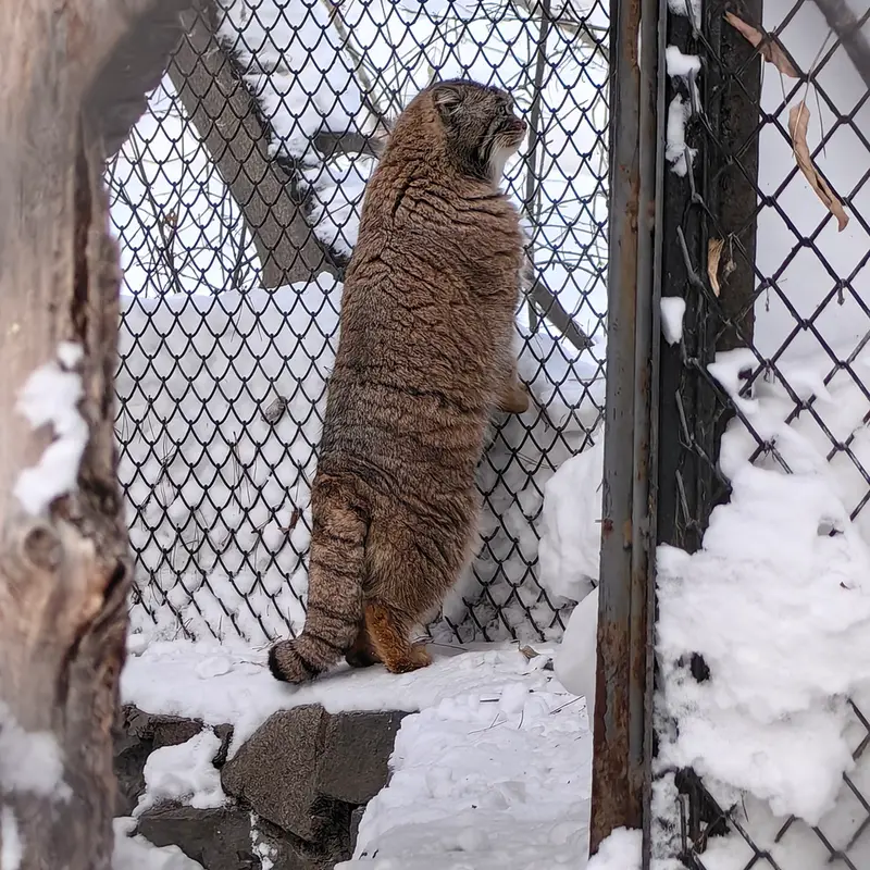 A photograph of Achi in Novosibirsk Zoo