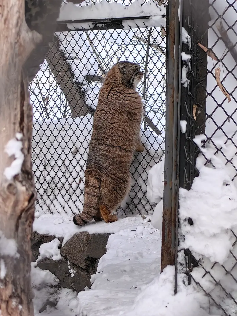 A photograph of Achi in Novosibirsk Zoo