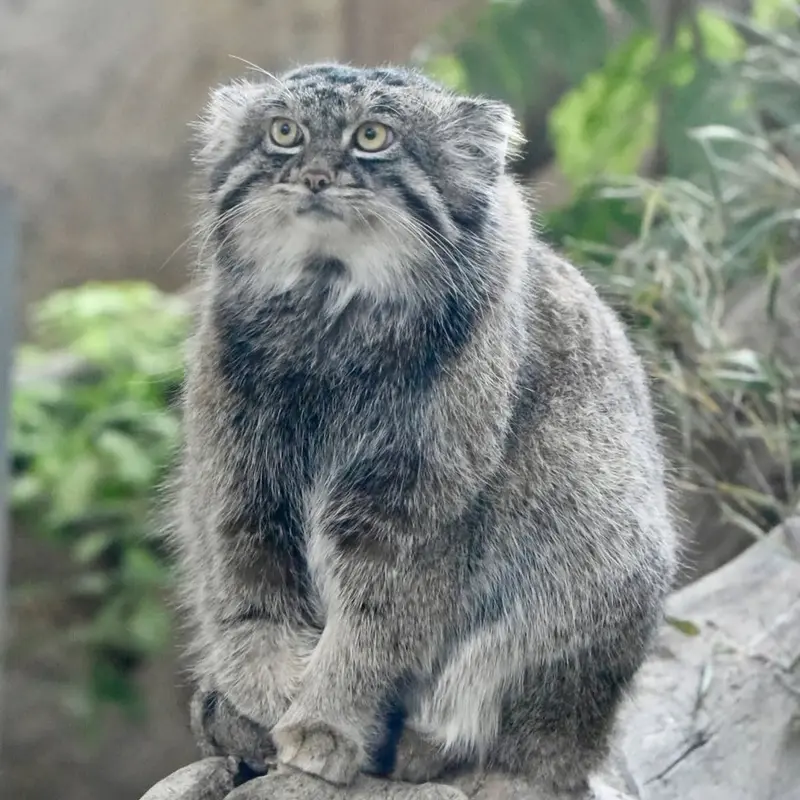 A photograph of a Pallas's cat