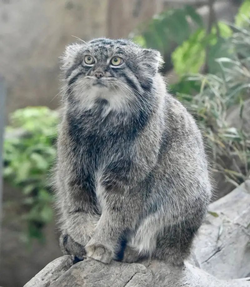 A photograph of a Pallas's cat