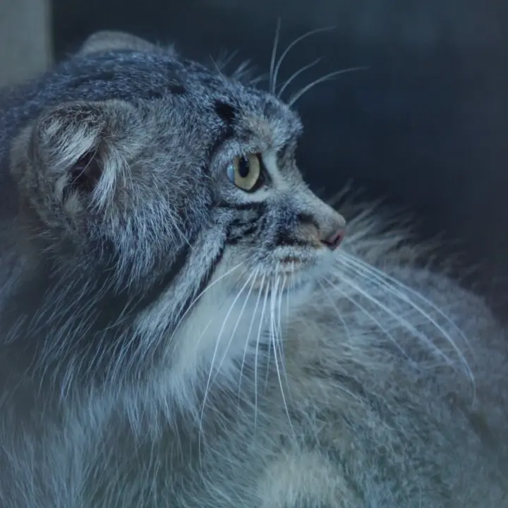A photograph of Figa in Nogeyama Zoo