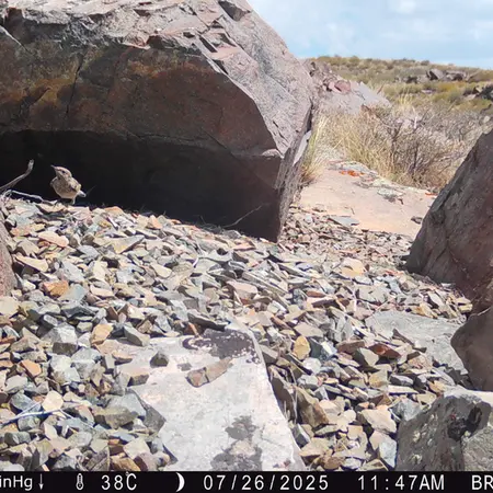 A photograph of a Pallas's cat from Kiikbai [new] camera trap