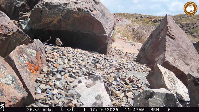 A photograph of a Pallas's cat from Kiikbai [new] camera trap