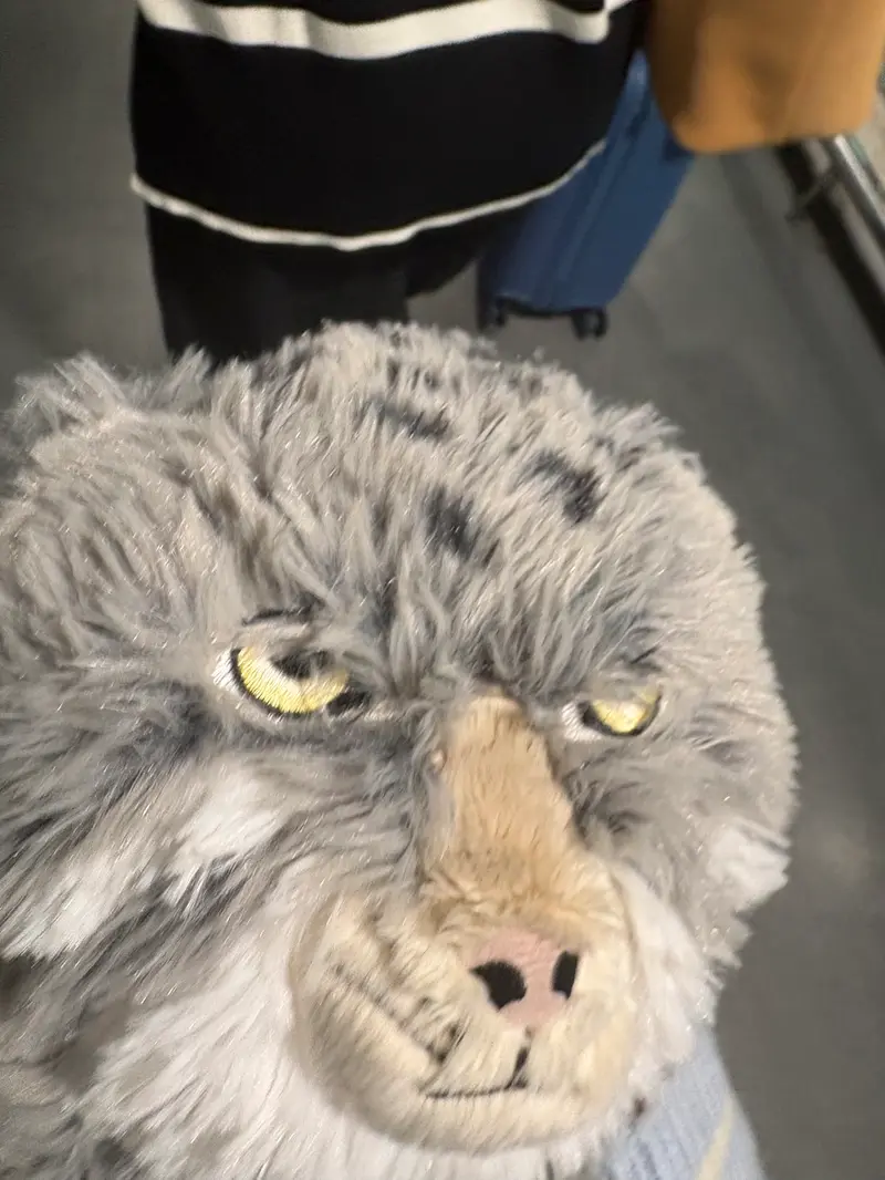 A photograph of a Pallas's cat