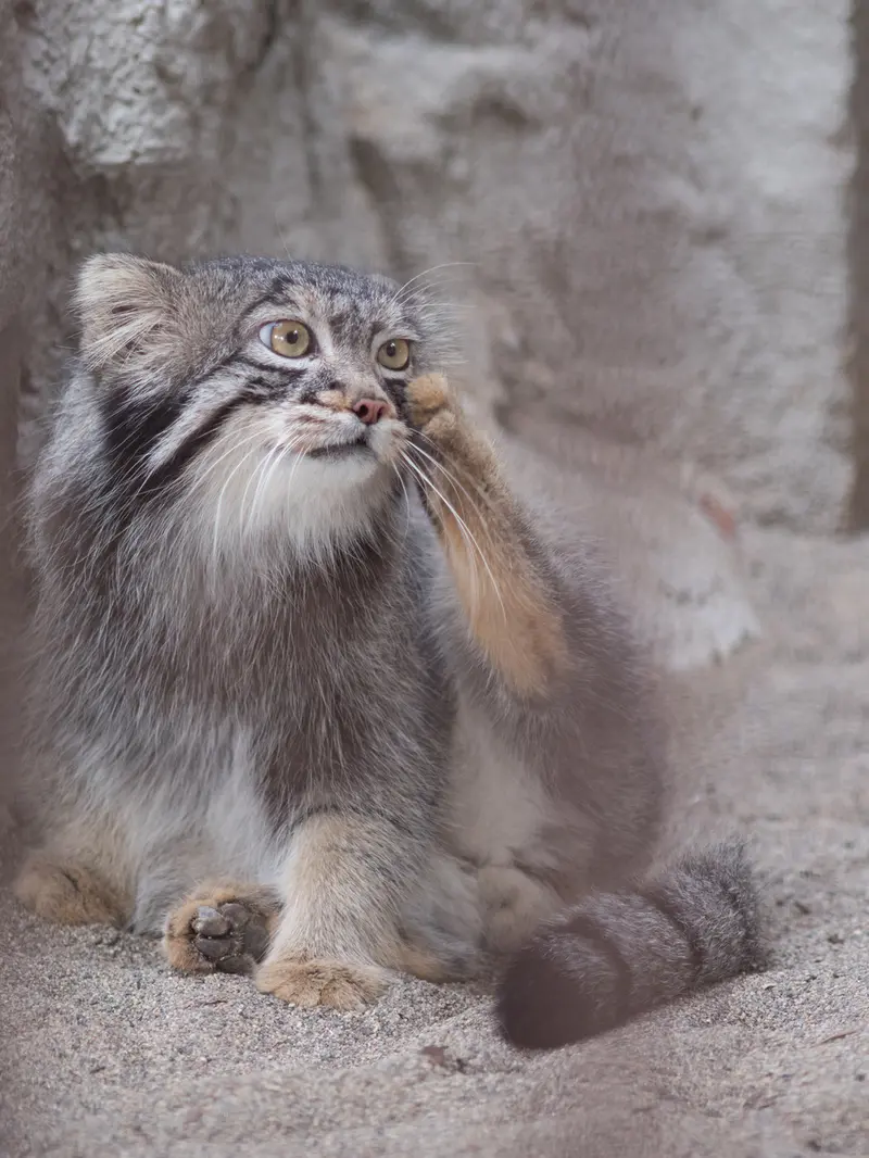 A photograph of Figa in Nogeyama Zoo